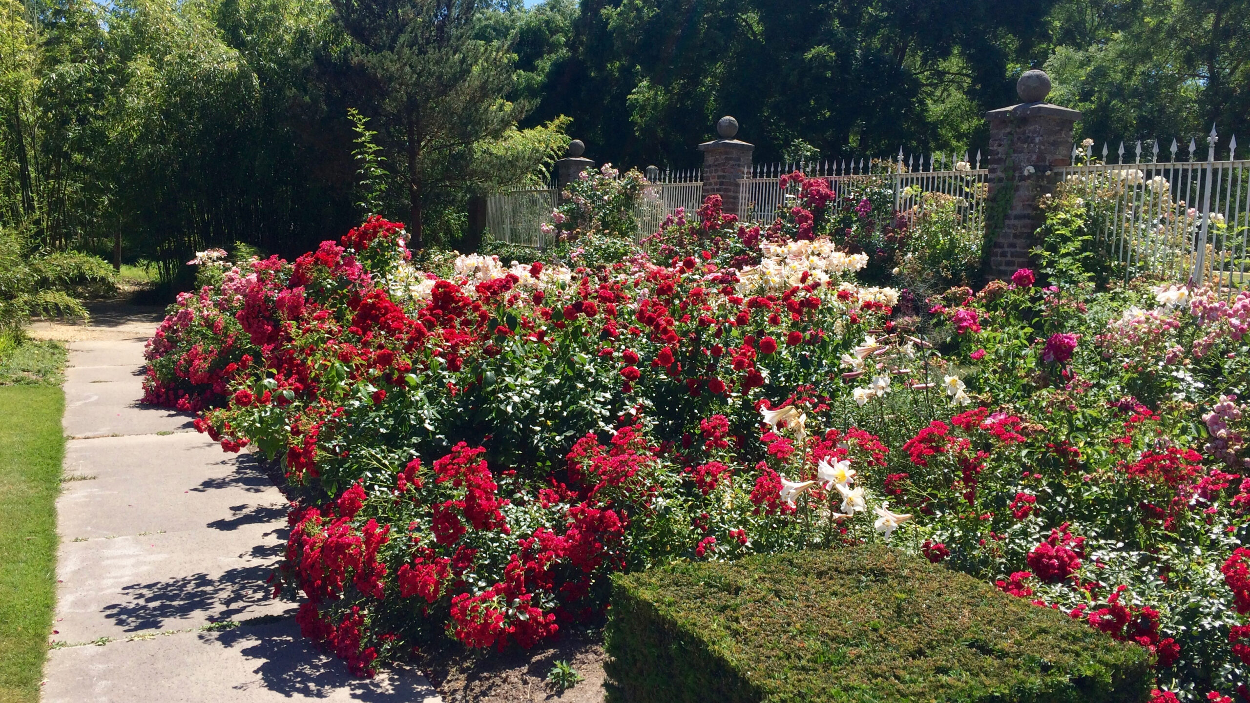Lots of roses in the gardens at Schloss Dyck